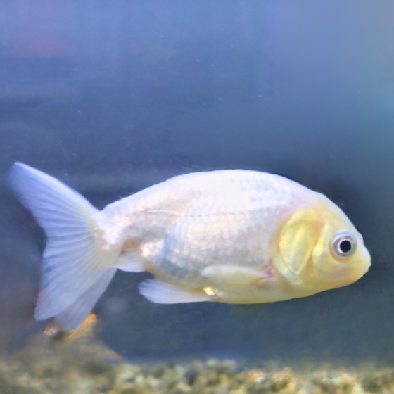 Pez Carassius Ranchu