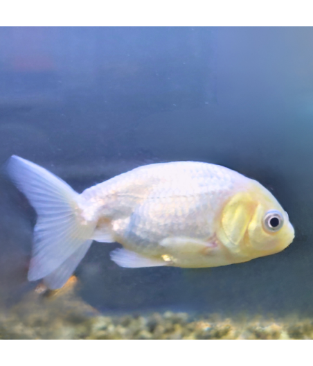 Pez Carassius Ranchu