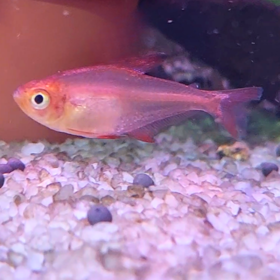 Pez Tetra Red Phantom