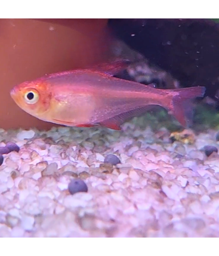 Pez Tetra Red Phantom