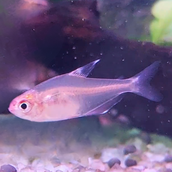 Pez Tetra Glowlight Albino