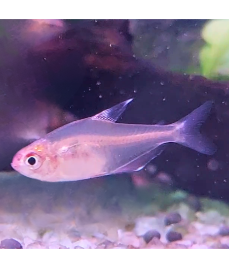 Pez Tetra Glowlight Albino