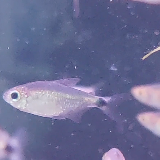 Pez Tetra Elachys