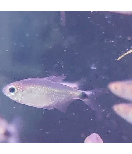 Pez Tetra Elachys