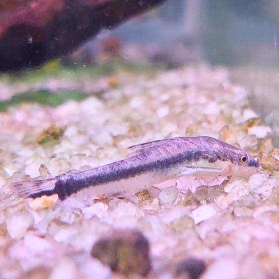 Pez Otocinclus