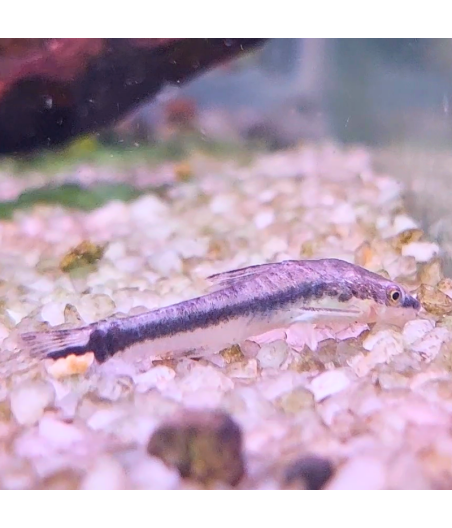 Pez Otocinclus