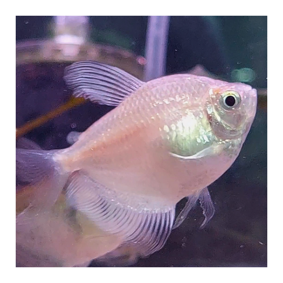 Pez Monjita Blanca