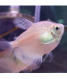 Pez Monjita Blanca