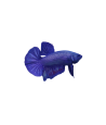 Pez Betta Hembra