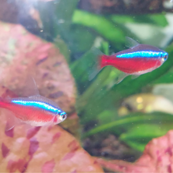 Pez Tetra Cardenal Jumbo