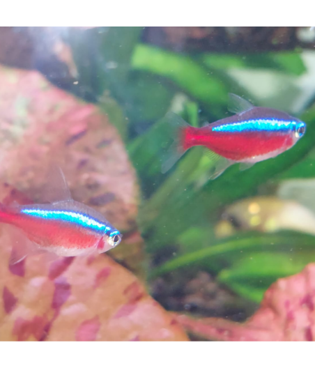 Pez Tetra Cardenal Jumbo