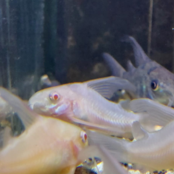 Pez Corydoras Albina De Velo