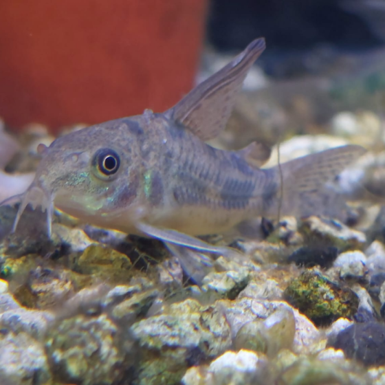 Pez Corydoras Paleatus De Velo