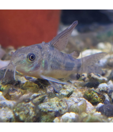 Pez Corydoras Paleatus De Velo