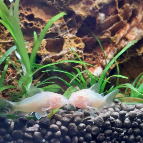 Pez Corydoras Albina