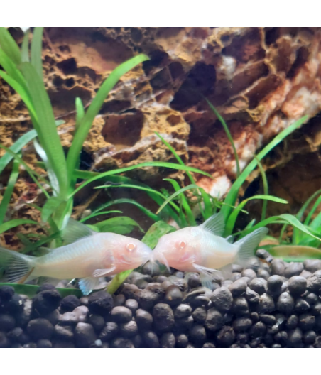 Pez Corydoras Albina