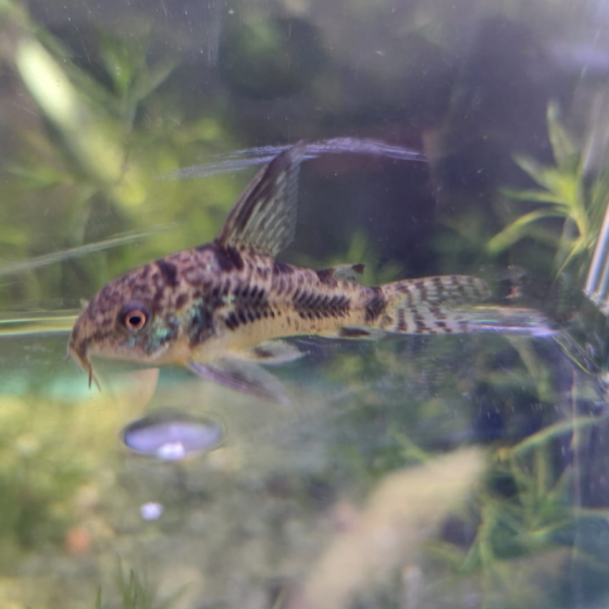 Pez Corydoras Paleatus