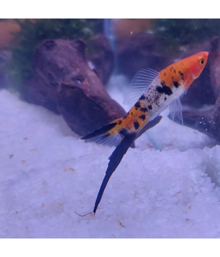 Pez Espada Koi L