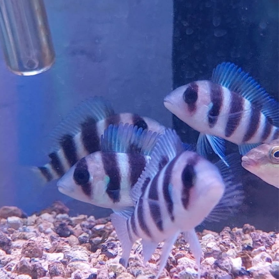 Pez Frontosa Blue Burundi (CICLIDO)