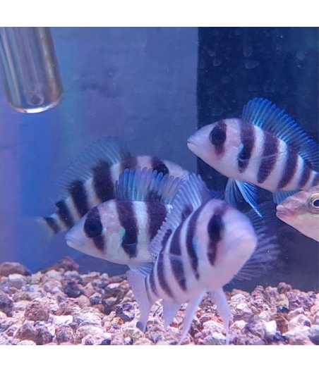 Pez Frontosa Blue Burundi (CICLIDO)