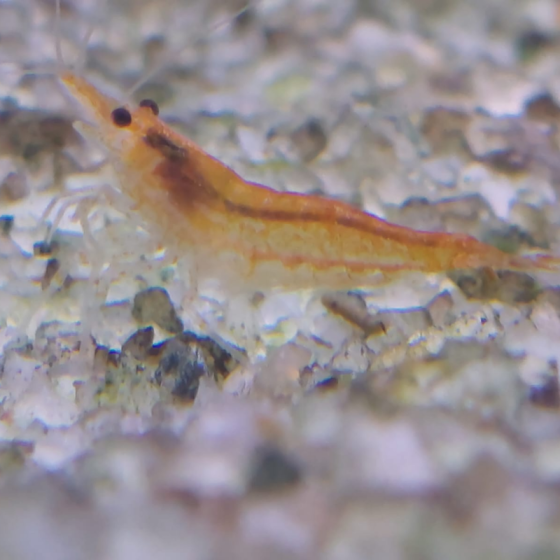 Gambas Neocaridinas Amarilla