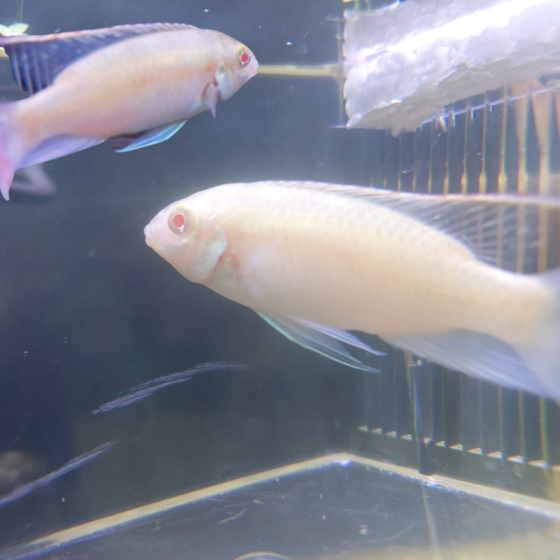 Pez Kribensis Albino