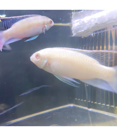 Pez Kribensis Albino