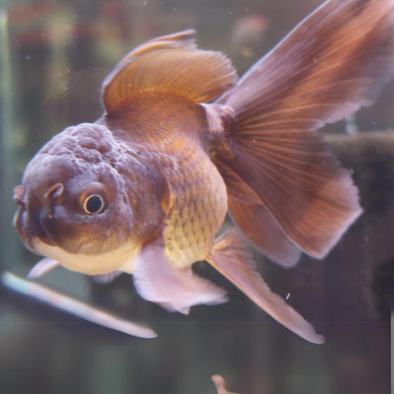 Pez Carassius Oranda Chocolate