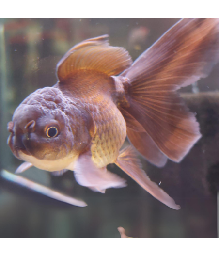 Pez Carassius Oranda Chocolate