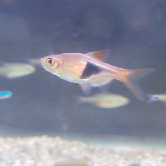 Pez Rasbora Aspei