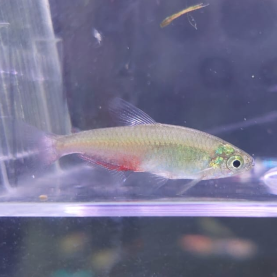 Pez Tetra Federal