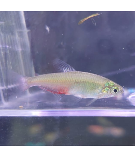 Pez Tetra Federal