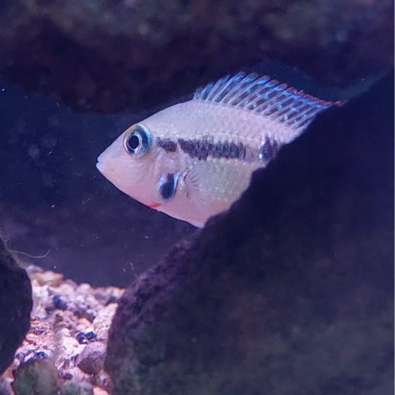 Pez Boca De Fuego Azul