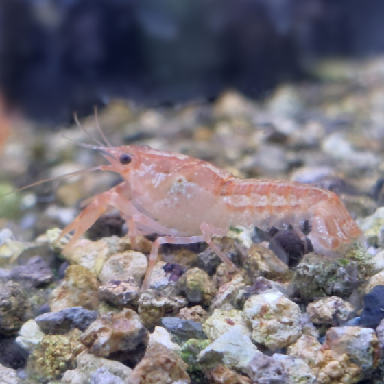Gambarellus