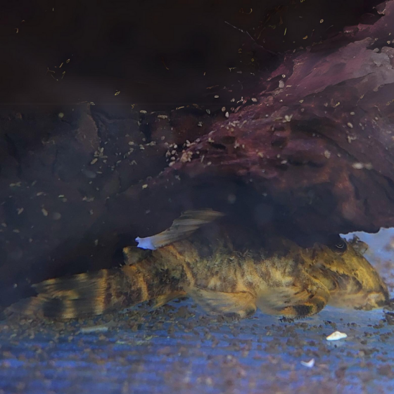 Pez Pleco Piña