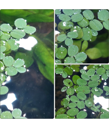 Planta Acuática Salvinia Minima