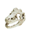 Adorno Acuario Fosil De Cabeza De Dinosaurio