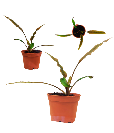 Planta Acuatica Cryptocoryne Parva Wisilli