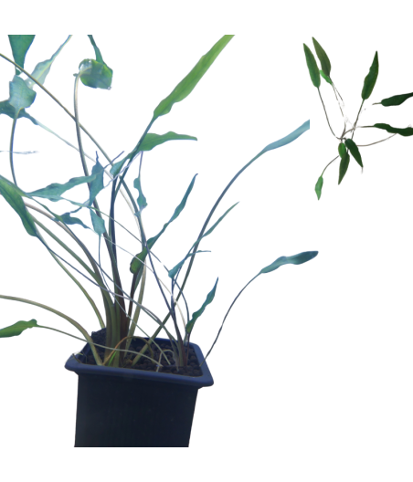 Planta Acuatica Cryptocorine Wendii Green