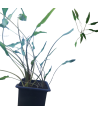 Planta Acuatica Cryptocorine Wendii Green