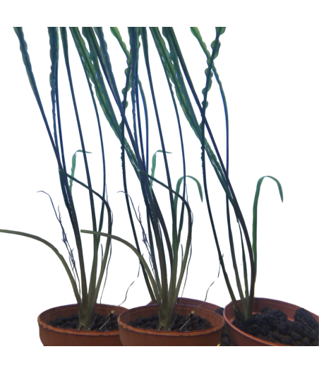 Planta Acuática Cryptocorine Crispatula M