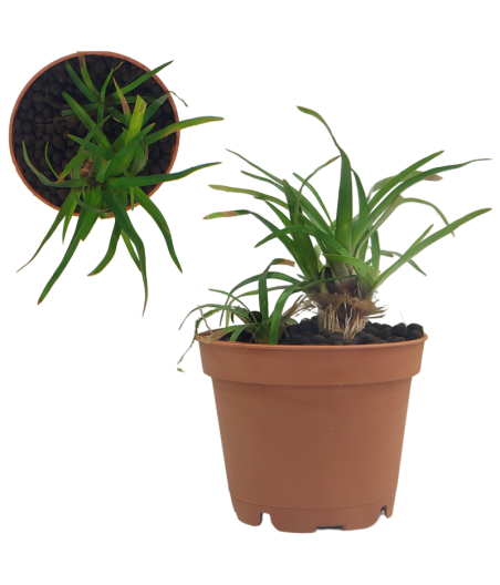 Planta Acuática Eriocaulon Vietnam