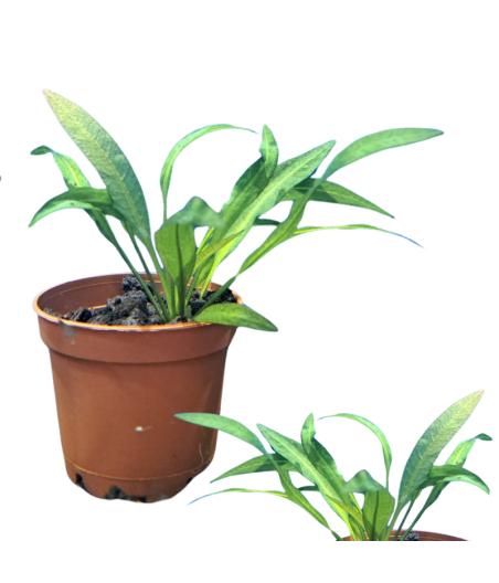 Planta Acuatica Espada Amazonica M