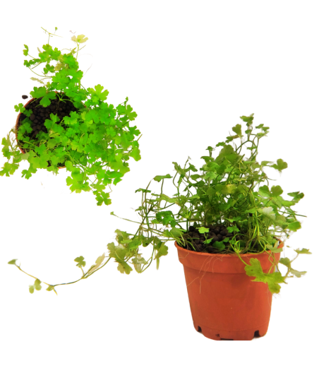 Planta Acuatica Hydrocotyle Tripartita