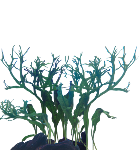 PLANTA ACUATICA HELECHO JAVA WINDELOV S
