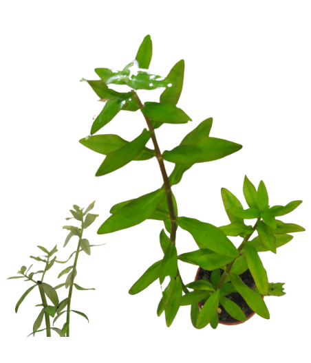 Plantas Acuática Nesaea Triflora