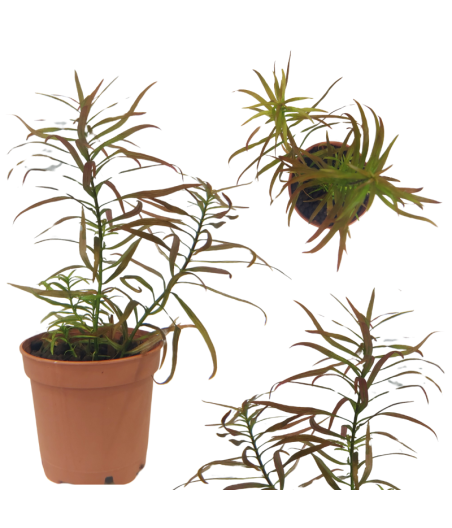 Planta Acuática Ludwigia arcuata