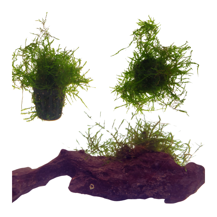 Planta Acuatica Musgo de Java