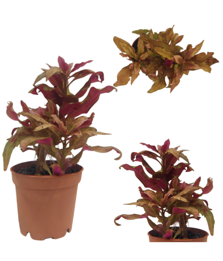 Planta Acuática Reiniki Mini