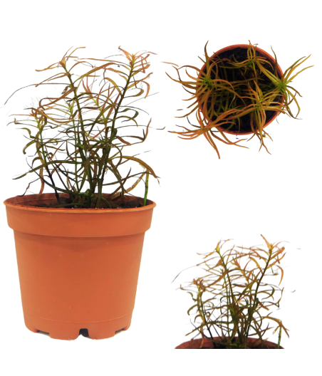 Planta Acuática Ludwigia brevipes